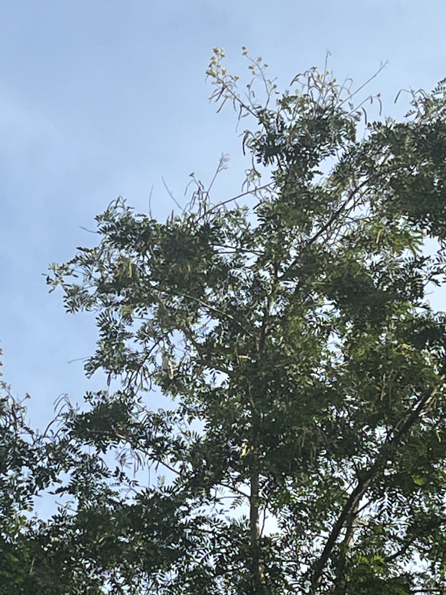Yellow-crested Cockatoo