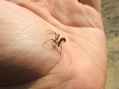 Cyphalonotus