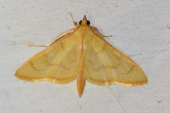 Epicorsia oedipodalis