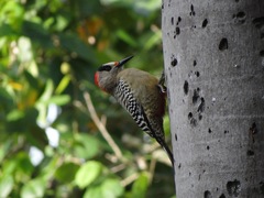 Melanerpes superciliaris