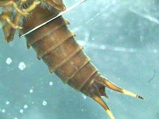 Carolina Salmonfly