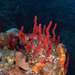 Scattered Pore Rope Sponge - Photo (c) terence zahner, some rights reserved (CC BY-NC), uploaded by terence zahner