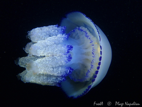 Barrel Jelly, photo 9 of 9