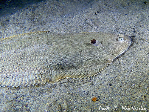 Common Sole