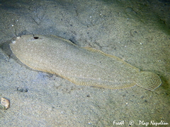Sole photo 3