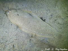 Sole photo 5