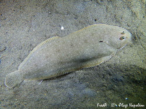 Common Sole