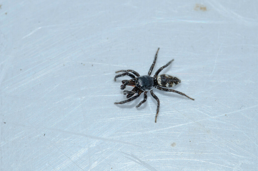 Salticus confusus