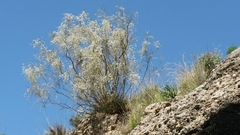 Retama raetam