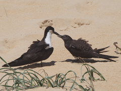 Sooty Tern photo 5