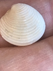 Chionopsis intapurpurea