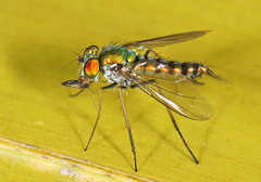 Condylostylus graenicheri