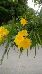 Tecoma stans