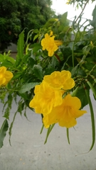 Tecoma stans