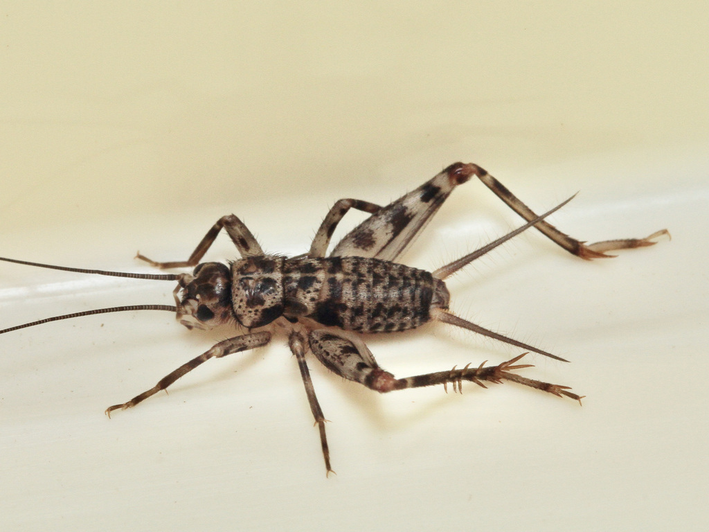 Petaloptila