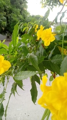 Tecoma stans