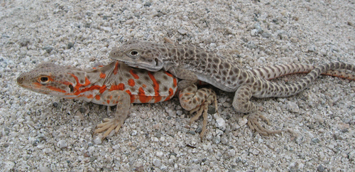 Long-nosed Leopard Lizard