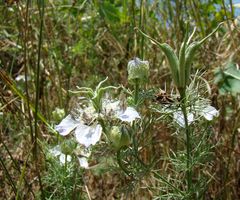Nigella arvensis