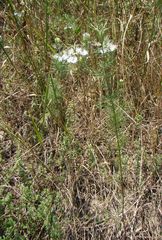 Nigella arvensis