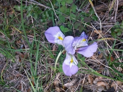 Iris unguicularis
