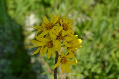 Ligularia glauca
