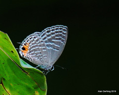 Jamides alecto ageladas