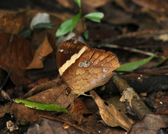 Xanthotaenia busiris