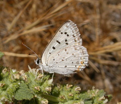 Tharsalea xanthoides