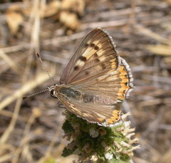 Tharsalea xanthoides