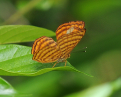 Zemeros emesoides