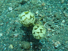 Turbinaria decurrens