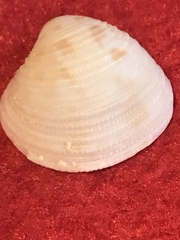 Chionopsis intapurpurea