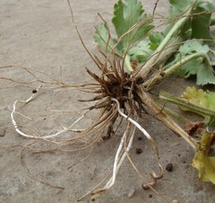 Ranunculus oxyspermus