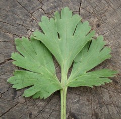 Ranunculus oxyspermus
