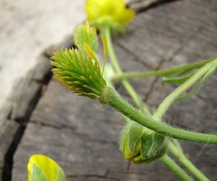 Ranunculus oxyspermus