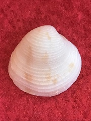 Chionopsis intapurpurea