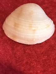 Chionopsis intapurpurea