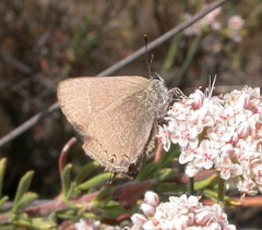 Satyrium tetra
