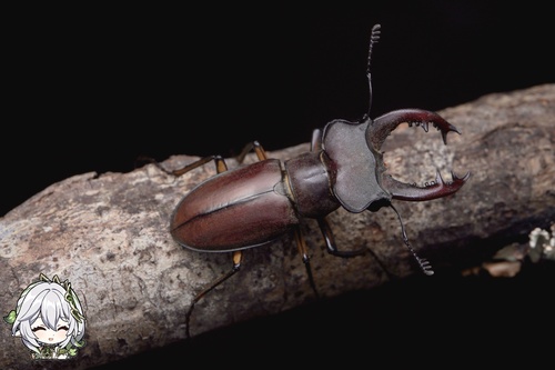 Lucanus wuyishanensis