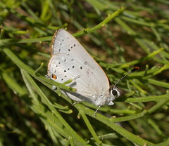Satyrium sylvinus