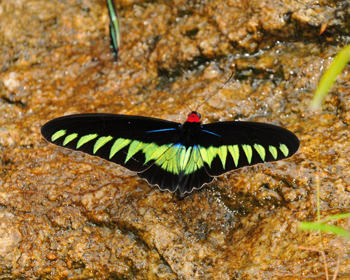 Rajah Brooke's Birdwing