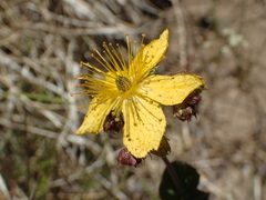 Hypericum richeri