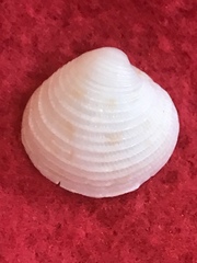 Chionopsis intapurpurea