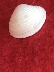 Chionopsis intapurpurea