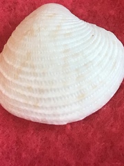 Chionopsis intapurpurea