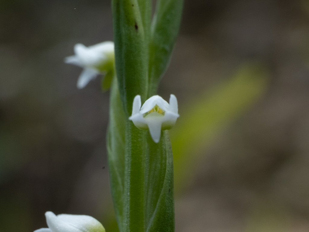Peristylus intrudens