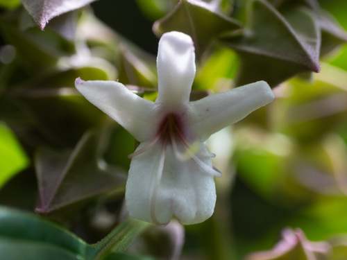 Clerodendrum fortunatum, photograph 6