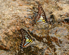 Graphium bathycles