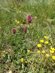 Betonica hirsuta