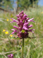 Betonica hirsuta